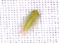 Cicadellidae