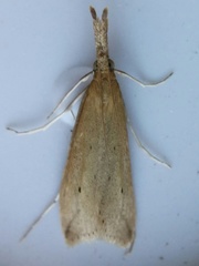 Donacaula longirostrallus