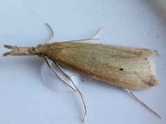 Donacaula longirostrallus