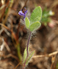 Trichostema oblongum