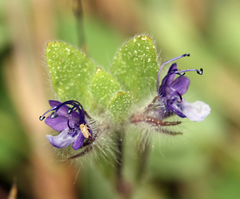 Trichostema oblongum