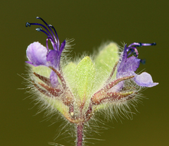 Trichostema oblongum