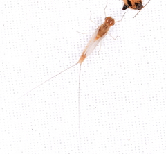 Ephemeroptera
