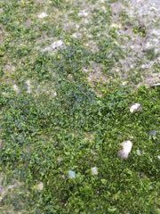 Prasiola meridionalis