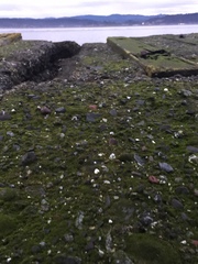 Prasiola meridionalis