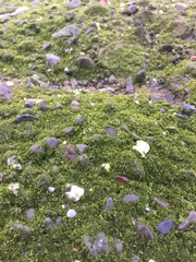 Prasiola meridionalis