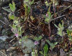 Trichostema oblongum