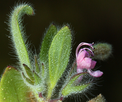Trichostema oblongum