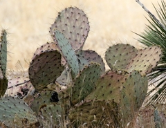 Opuntia arizonica