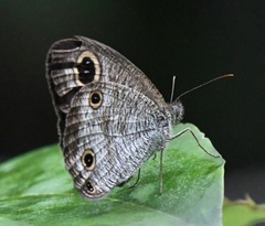 Ypthima pandocus corticaria