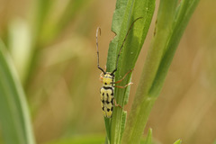 Zeale nigromaculata