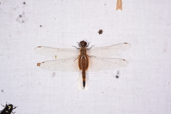 Odonata