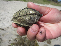 Calatola costaricensis