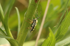 Zeale nigromaculata