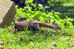 Varanus bengalensis