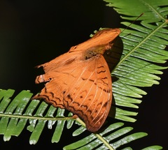 Vindula dejone erotella