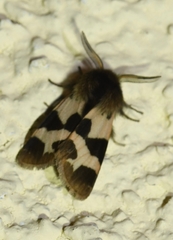 Watsonarctia deserta