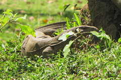 Varanus bengalensis