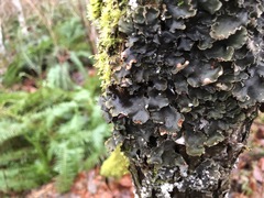 Peltigera pacifica