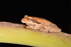 Smilisca phaeota
