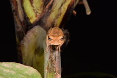 Smilisca phaeota