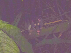 Philander opossum melanurus
