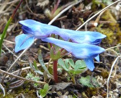 Corydalis jigmei