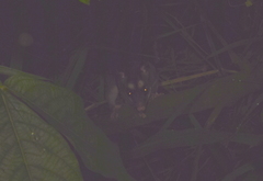 Philander opossum melanurus