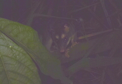 Philander opossum melanurus