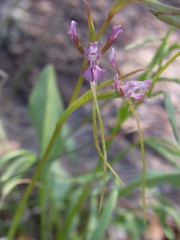 Diuris parvipetala