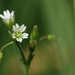 Big Chickweed - Photo (c) AnneTanne, some rights reserved (CC BY-NC)