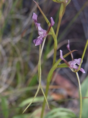 Diuris parvipetala