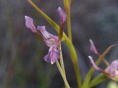 Diuris parvipetala