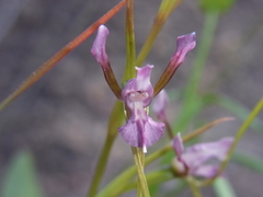 Diuris parvipetala