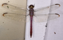 Odonata