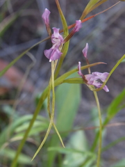 Diuris parvipetala