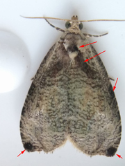 Olethreutes exoletum