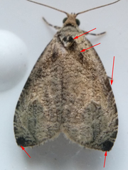 Olethreutes exoletum