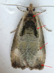 Olethreutes punctanum