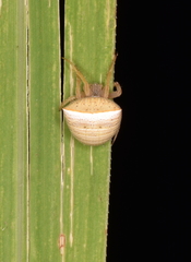 Araneae
