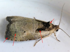 Olethreutes punctanum