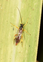 Ichneumonidae