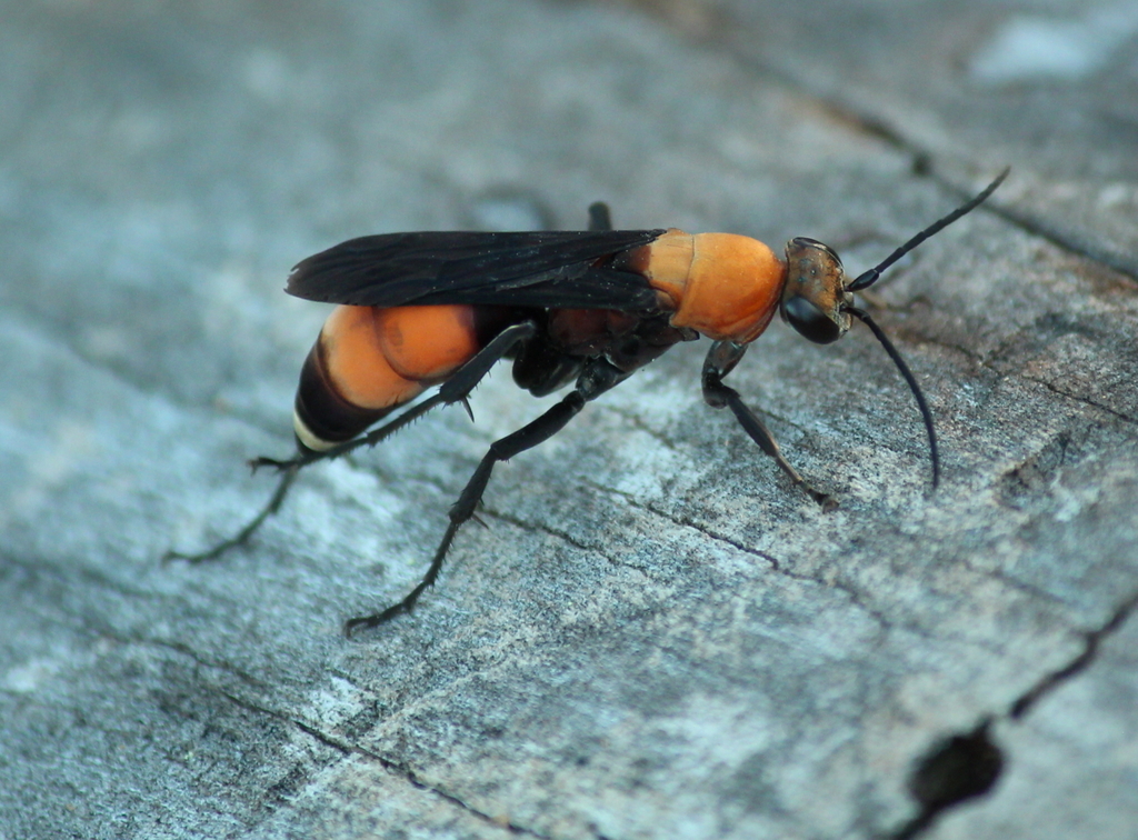 Psorthaspis sanguinea