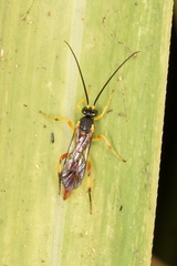 Ichneumonidae