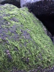 Blidingia minima minima