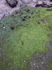 Blidingia minima minima