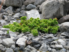 Veronica macrocalyx macrocalyx