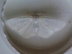 Protitame virginalis