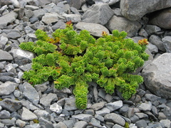 Veronica macrocalyx macrocalyx