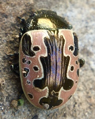 Calligrapha diversa
